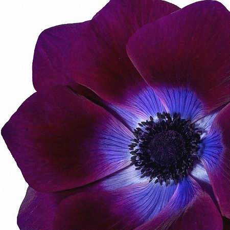 Anemone Mistral Purple