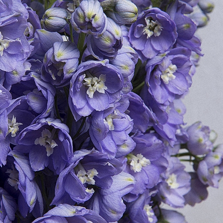 Delphinium Lavender