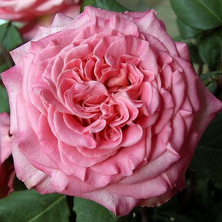 Garden Rose Ashley