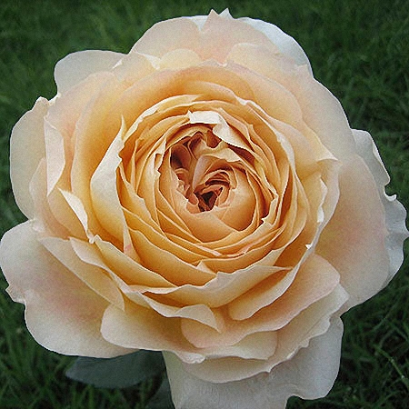 Garden Rose Caramel Antike