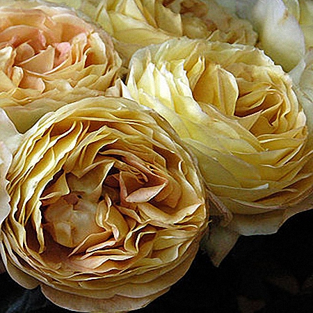 Garden Rose Caramel Antike