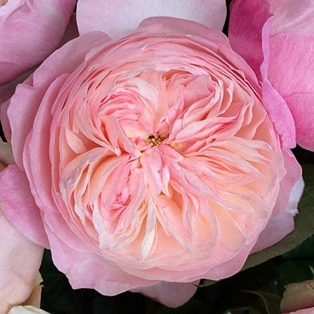 Garden Rose Constance DA