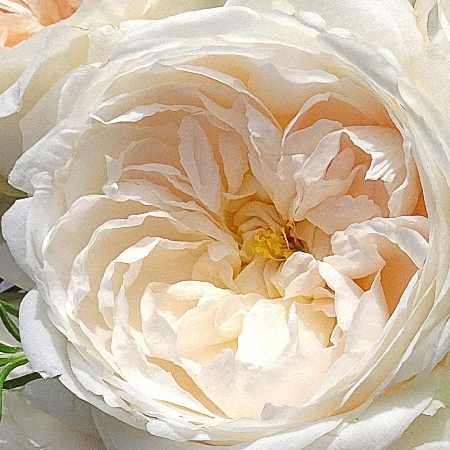 Garden Rose Purity DA