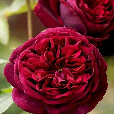Garden Rose Tess DA