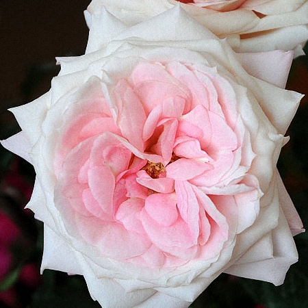 Garden Rose Mayra\'s Bridal Pink