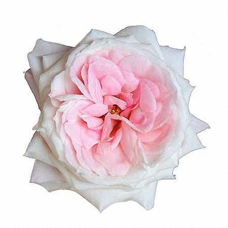 Garden Rose Mayra\'s Bridal Pink