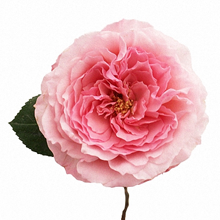 Garden Rose Mayra\'s Rose