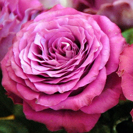 Garden Rose Precious Moments