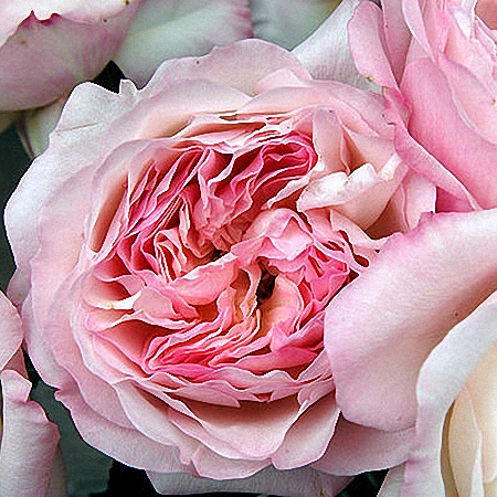Garden Rose Princess Charlene