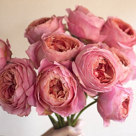 Garden Rose Romantic Antike