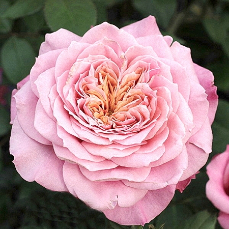 Garden Rose Wabara Miyabi