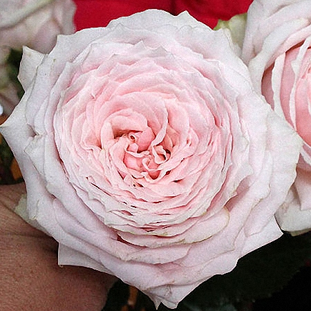 Garden Rose Wabara Tsumugi