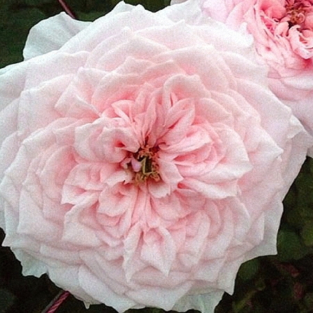 Garden Rose Wabara Tsumugi