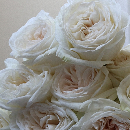 Garden Rose White Ohara