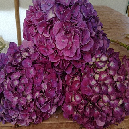 Hydrangea Jumbo Purple