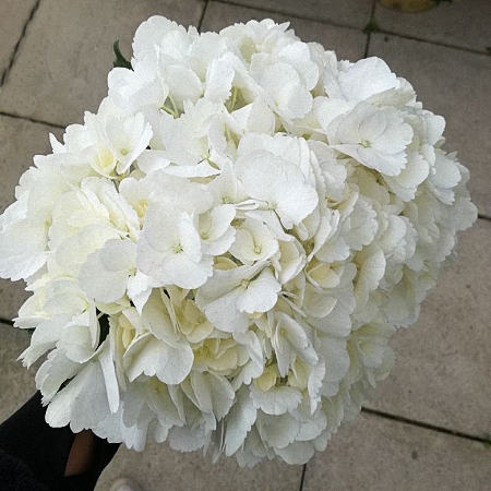 Hydrangea Jumbo White
