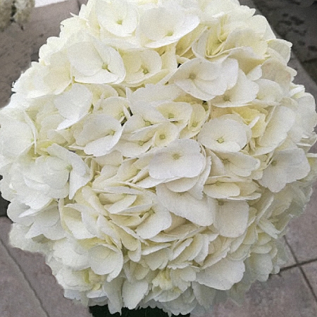Hydrangea Jumbo White