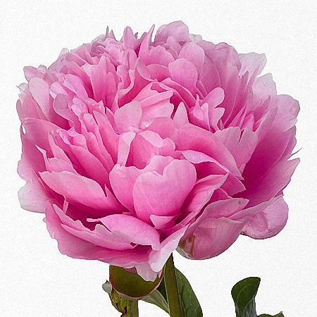 Peony Wolter Kroes