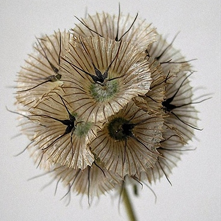 Scabiosa Seed Pods