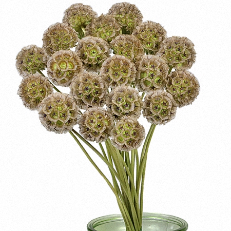 Scabiosa Seed Pods