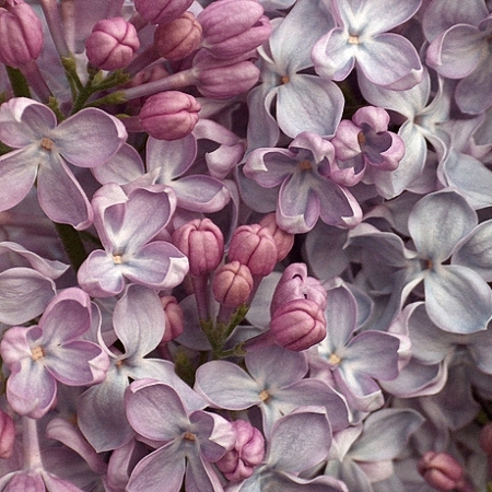 Lilac Lavaliensis *2buds/stem*