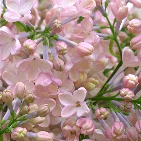 Lilac Maidens Blush *2buds/stem*