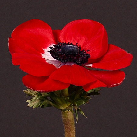 Anemone Mistral Red