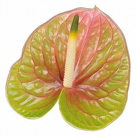 Anthurium Lucardi