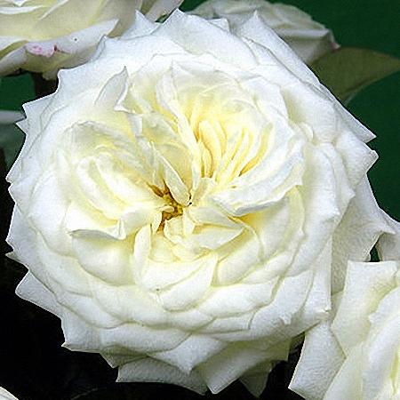 Garden Rose Alabaster