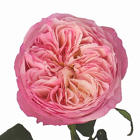 Garden Rose Constance DA