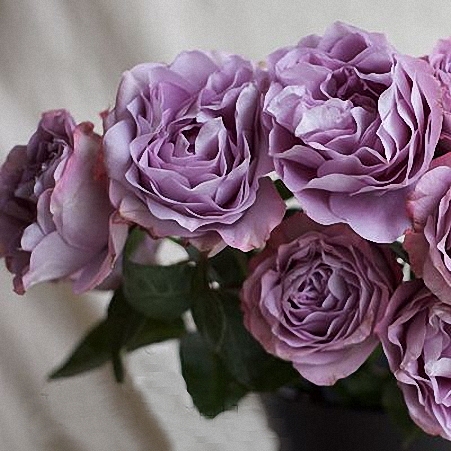 Garden Rose Lavender Bouquet