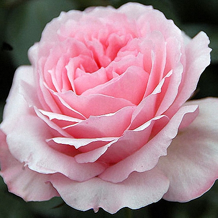 Garden Rose Mayra\'s Rose