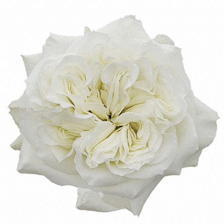 Garden Rose Mayra\'s White