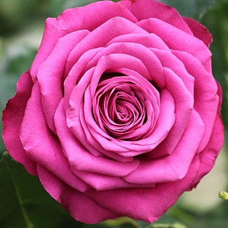 Garden Rose Precious Moments
