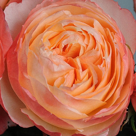 Garden Rose Princess Aiko