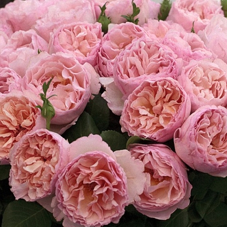 Garden Rose Princess Charlene
