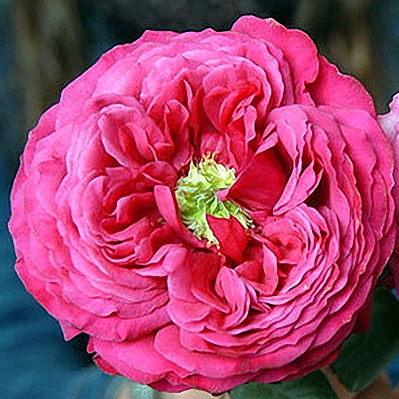 Garden Rose Princess Kishi