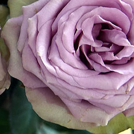 Garden Rose Tiara