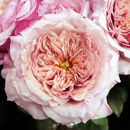 Garden Rose Wabara Miyabi