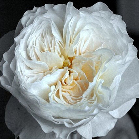 Garden Rose White Cloud