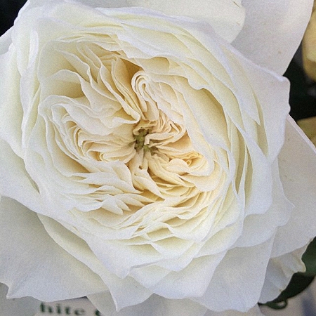 Garden Rose White Cloud