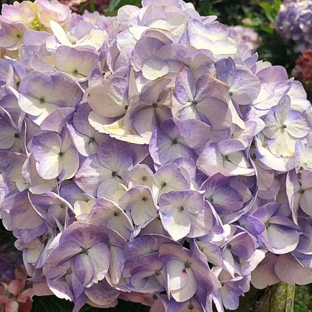 Hydrangea Lavender