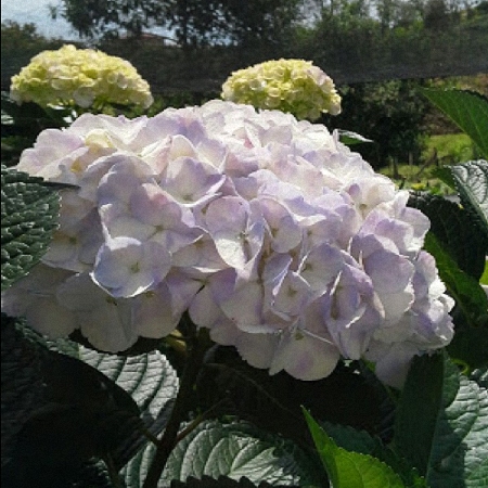 Hydrangea Lavender