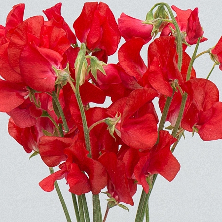 Sweet Pea Red