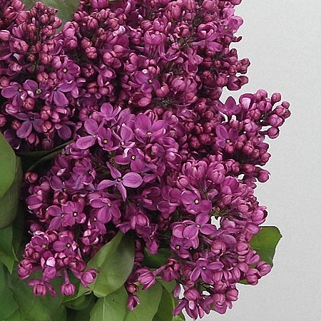 Lilac Ludwig Spath *2buds/stem*