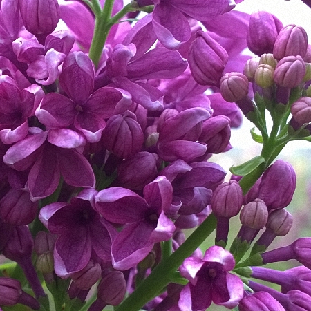 Lilac G.J. Baardse *4buds/stem*