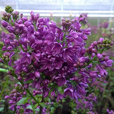 Lilac G.J. Baardse *2buds/stem*