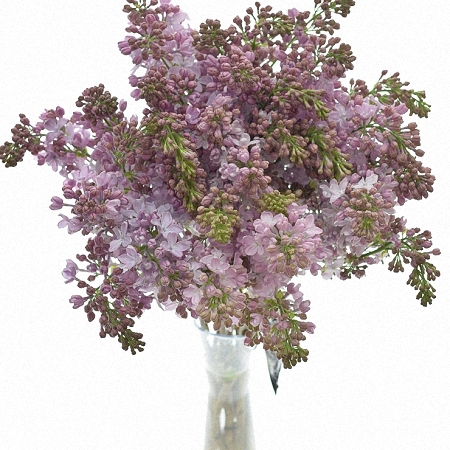Lilac Lavaliensis *4buds/stem*