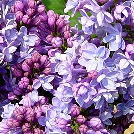 Lilac Michel Buchner *2buds/stem*