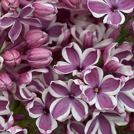 Lilac Sensation *2buds/stem*